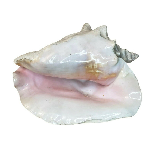 Large Size Queen Conch Shell Seashell Nautical Excellent 9